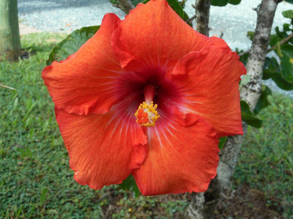 Bush Village Airlie Beach