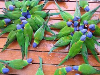 Unit 1 Sunbird On Lamond * Airlie Beach