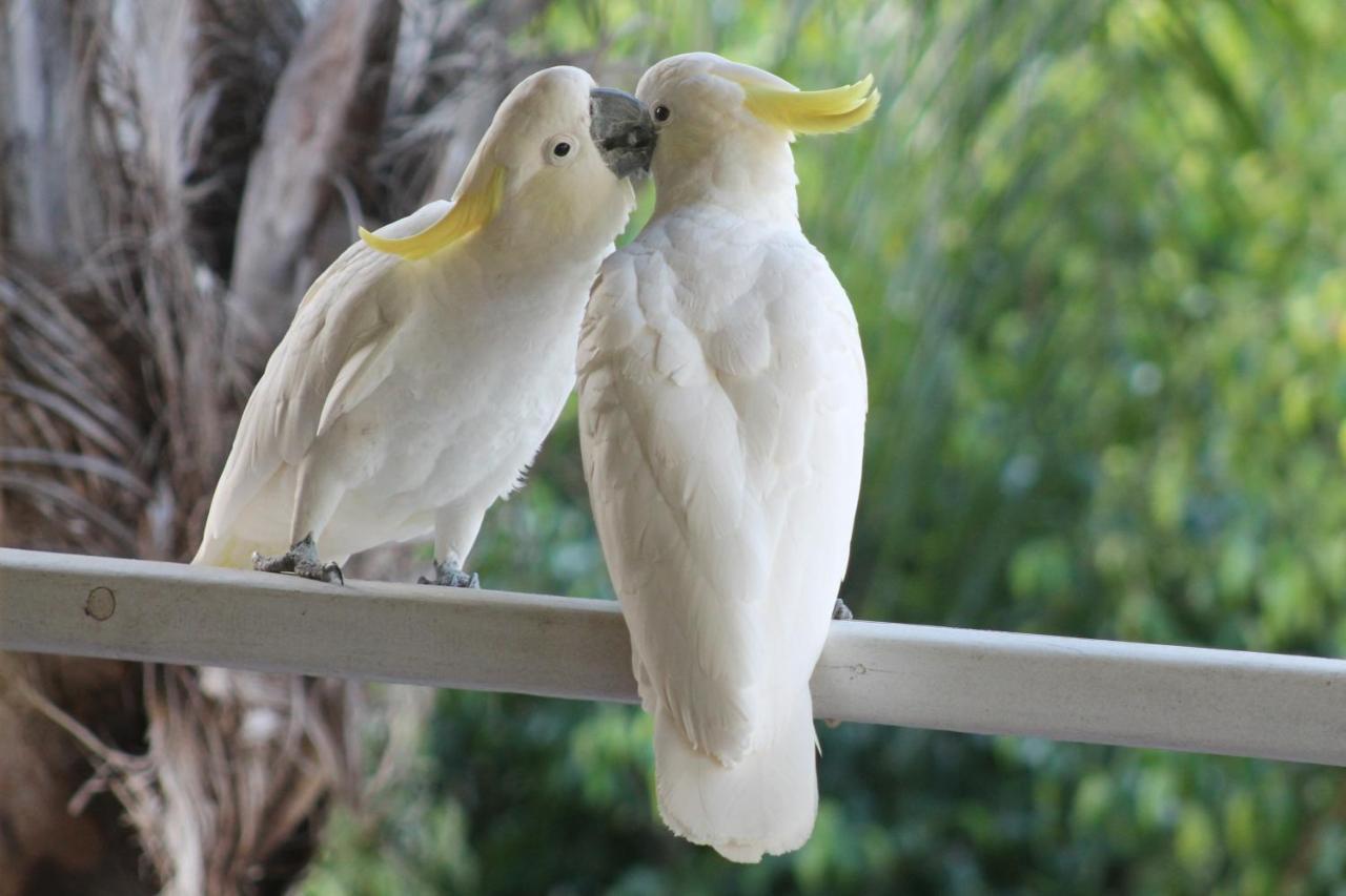 Alojamento Airlie Eco - Adults Only Airlie Beach