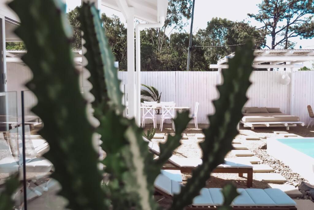 Whitcactus *