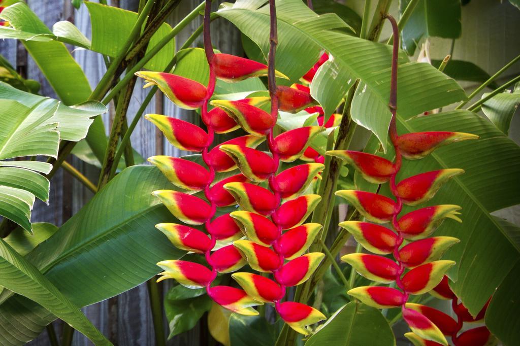 Holiday home Heliconia On Kara Airlie Beach