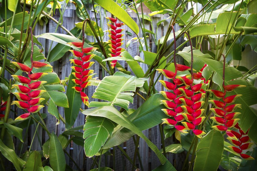 Heliconia On Kara